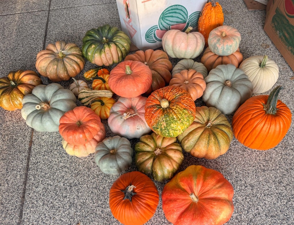 A crate of heirloom pumpkins arranged by color