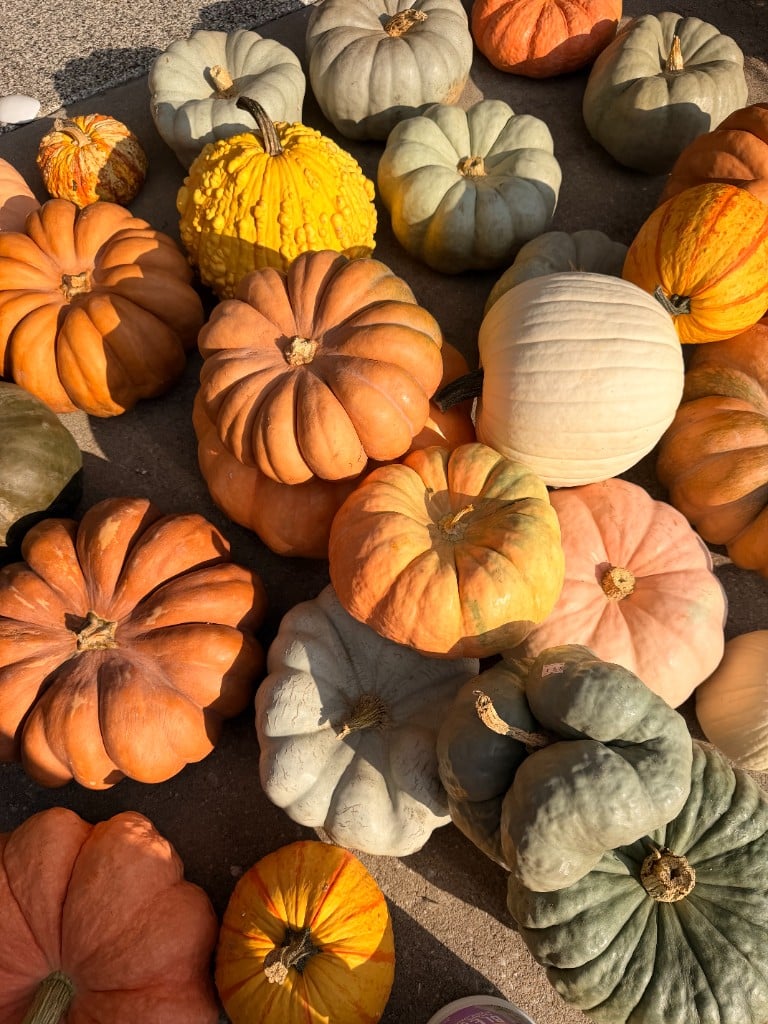 Heirloom pumpkins glowing in golden hour light