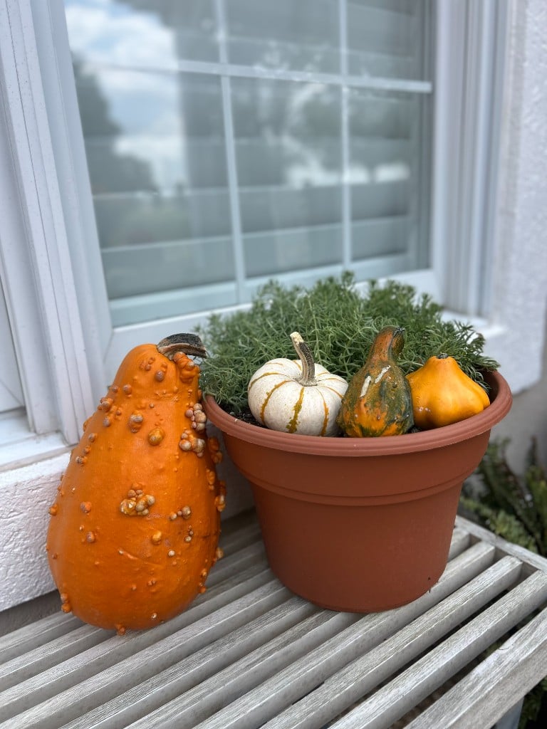 A warty orange gourd beside a terracotta planter
