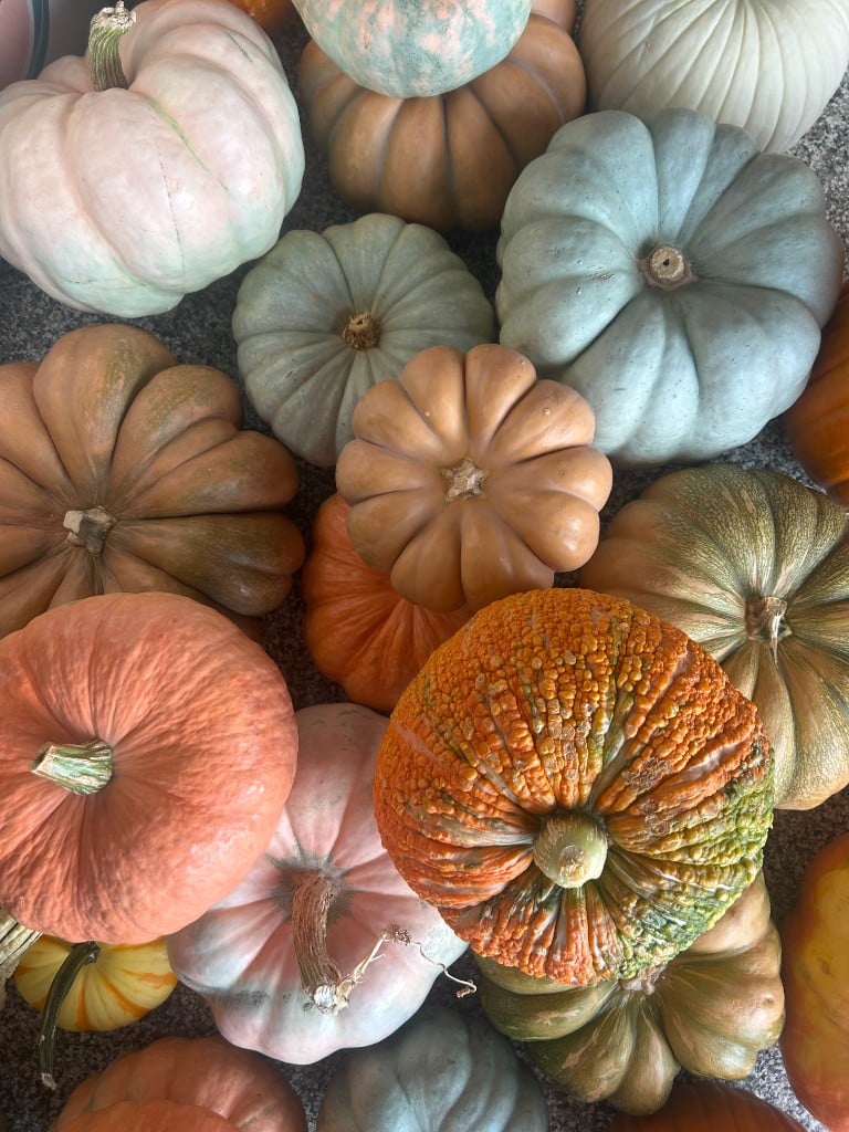 Close view of ribbed heirloom pumpkins in blue and blush
