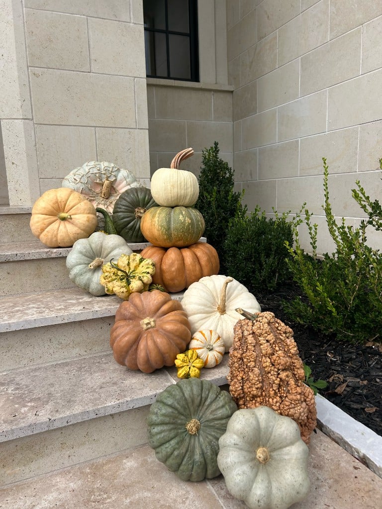 Heirloom pumpkins cascading down light stone steps beside boxwood shrubs