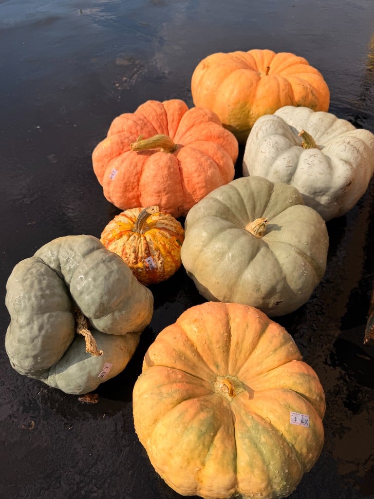 Pumpkins fresh from an Ozarks grower