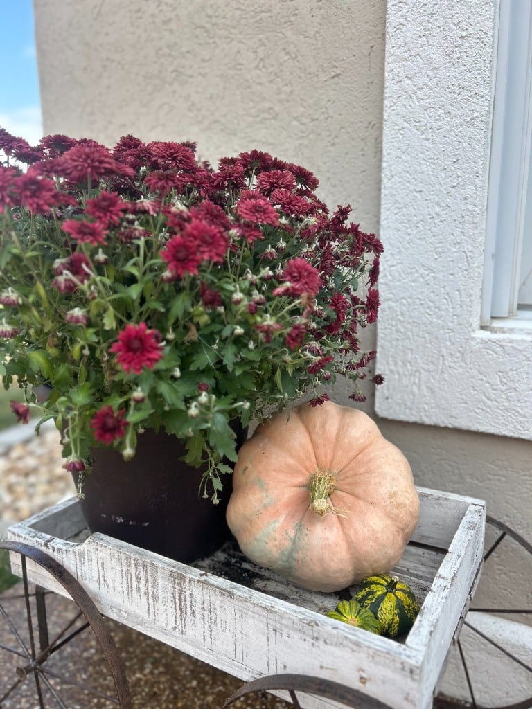 Burgundy mums and a peach pumpkin in a weathered white garden cart