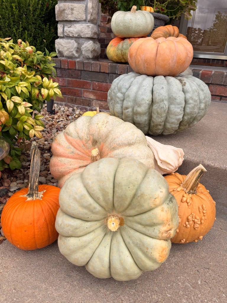 A sage-green heirloom pumpkin among orange and warty companions