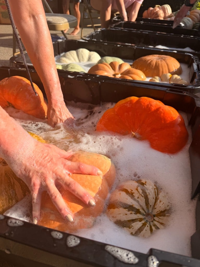Hands washing a pumpkin in a basin of soapy water
