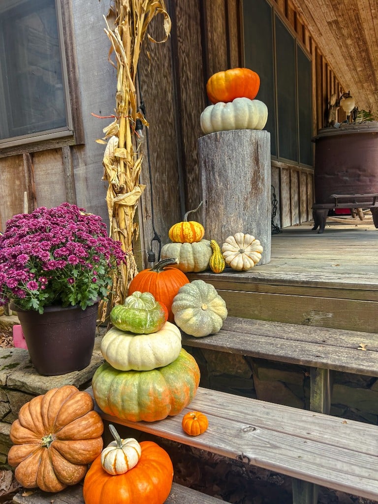 Wooden porch steps with purple mums and cornstalks