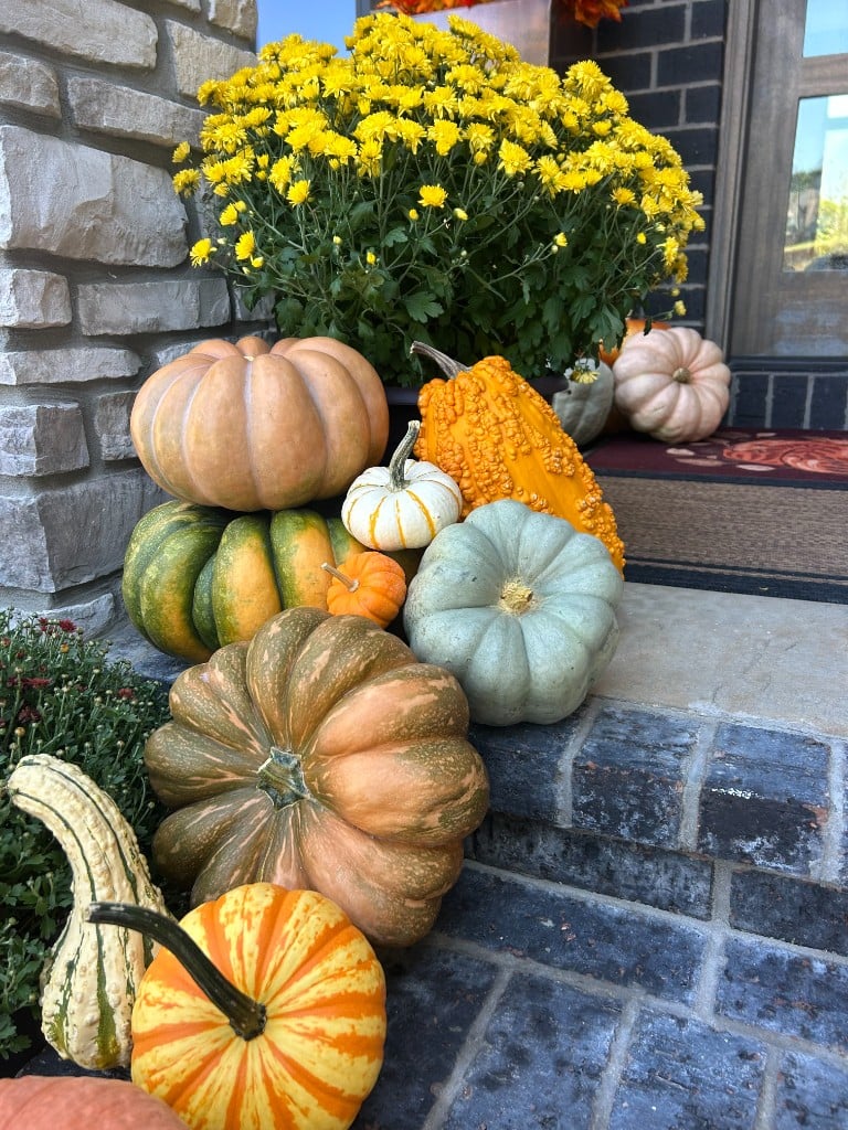 Yellow mums and warty gourds cascading down dark brick steps